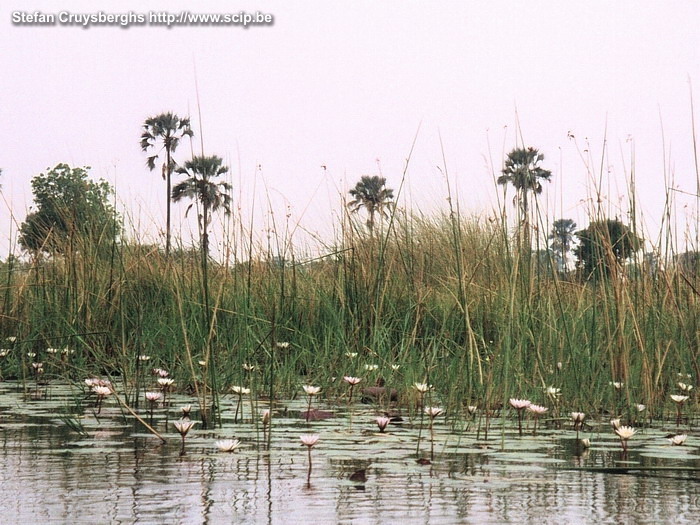 Okavango - Lelies Vanuit Maun vlogen we met een Cesna vliegtuigje naar Gun's Camp in de Okavanga delta. Vanuit de kampplaats trokken we 3 dagen rond met een mokoro (soort kano) onder begeleiding van enkele gidsen. Stefan Cruysberghs